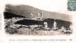 AZAZGA - EXPLOITATION DU CHENE-LIEGE DANS LA FORET DE YACOUREN - 1907